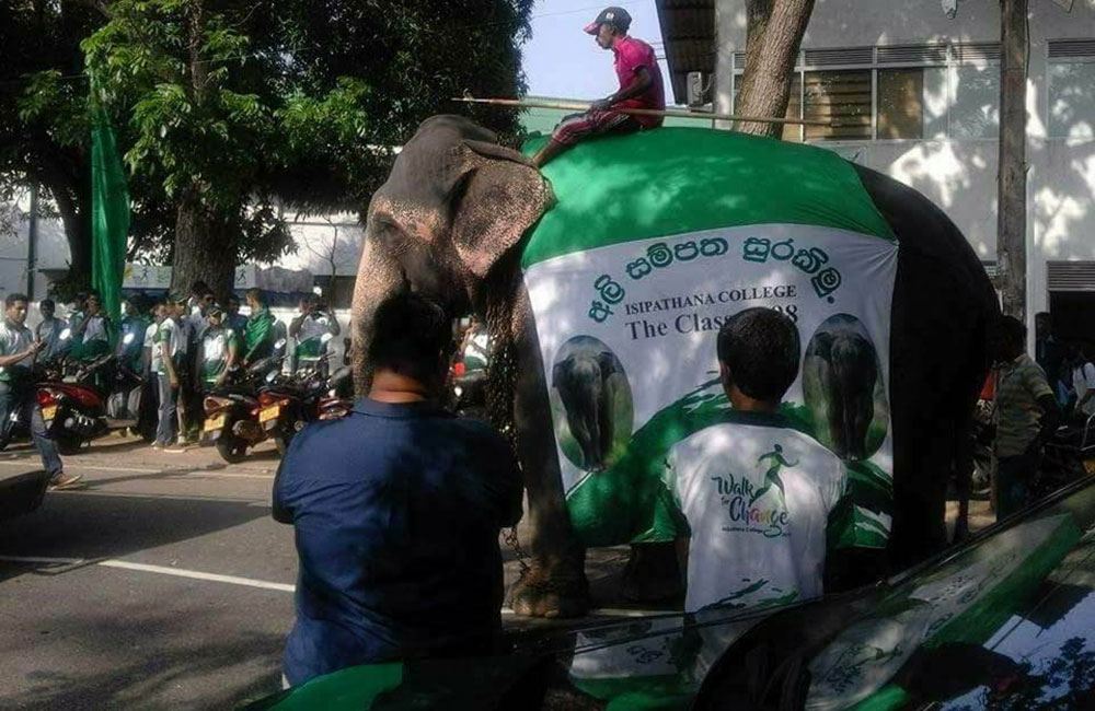 Popular school under fire for use of Elephants in Parade