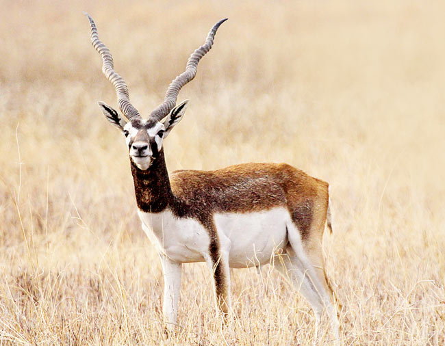 blackbuck